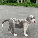 Male American Bully Merle Pure Bred-1