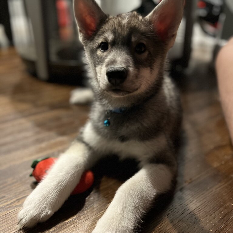 Husky Puppy - 5 months