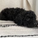 Cockapoo (Poodle cross Cocker Spaniel) puppies!-3