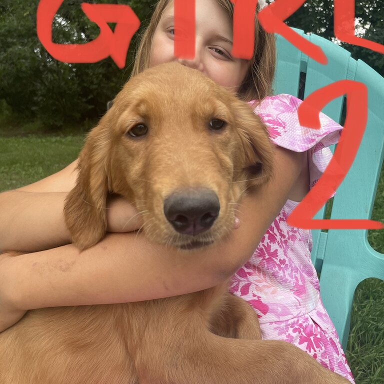 GOLDEN RETRIEVER PUPPIES