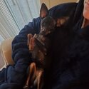 4 yr miniature pinscher female $1500.00-3