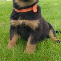 Rottweiler puppies-4