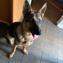 8 Month Old German Shepherd Dog -0