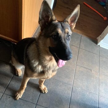 8 Month Old German Shepherd Dog 