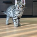 Bengal kittens for sale -2