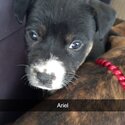 Staffy x German Shepard Puppies-1