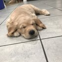 Golden retriever puppies -1