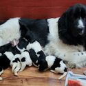 BEAUTIFUL CUTE AMAZING NEWFOUNDLAND LANDSEER PUPPIES-0