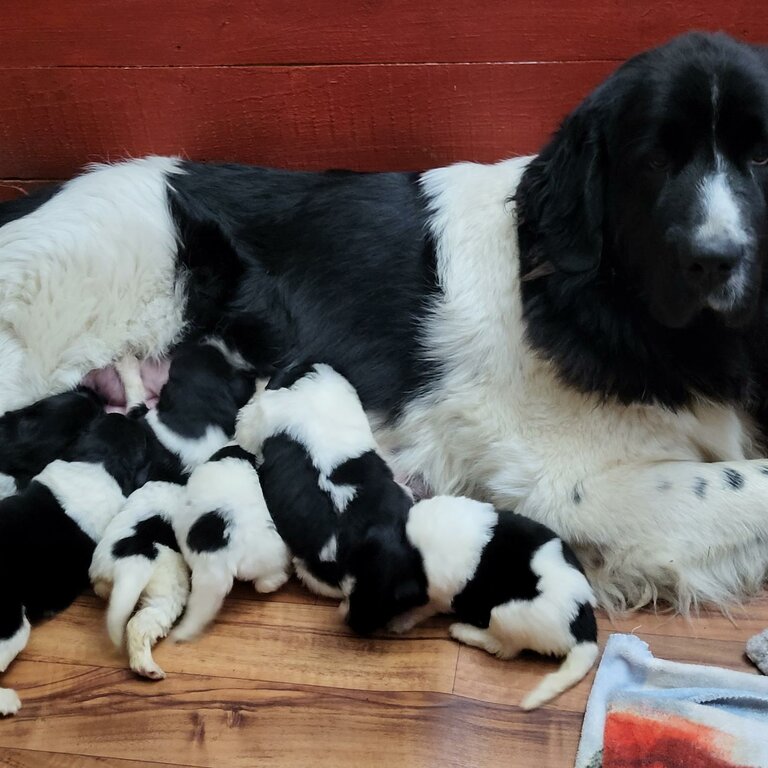 BEAUTIFUL CUTE AMAZING NEWFOUNDLAND LANDSEER PUPPIES