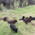 Purebred Labrador Puppies-2