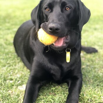 Labrador/Terrier Male for Adoption