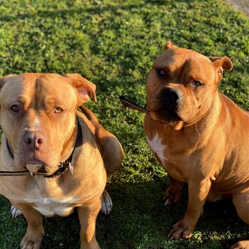 Bordeau Mastiff x Staffy Mastiff Puppies