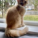 Male Ginger Tuxedo kitten-0