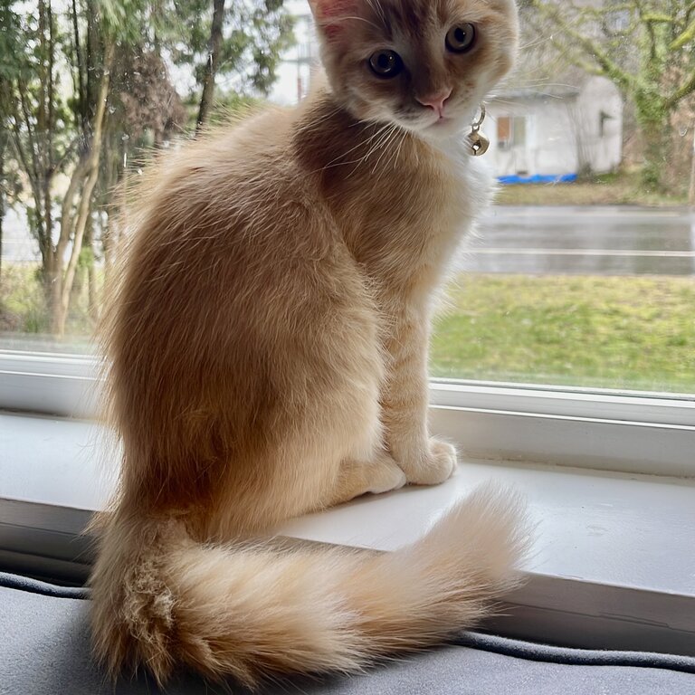 Male Ginger Tuxedo kitten