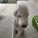 Bedlington terrier puppy needs home-0