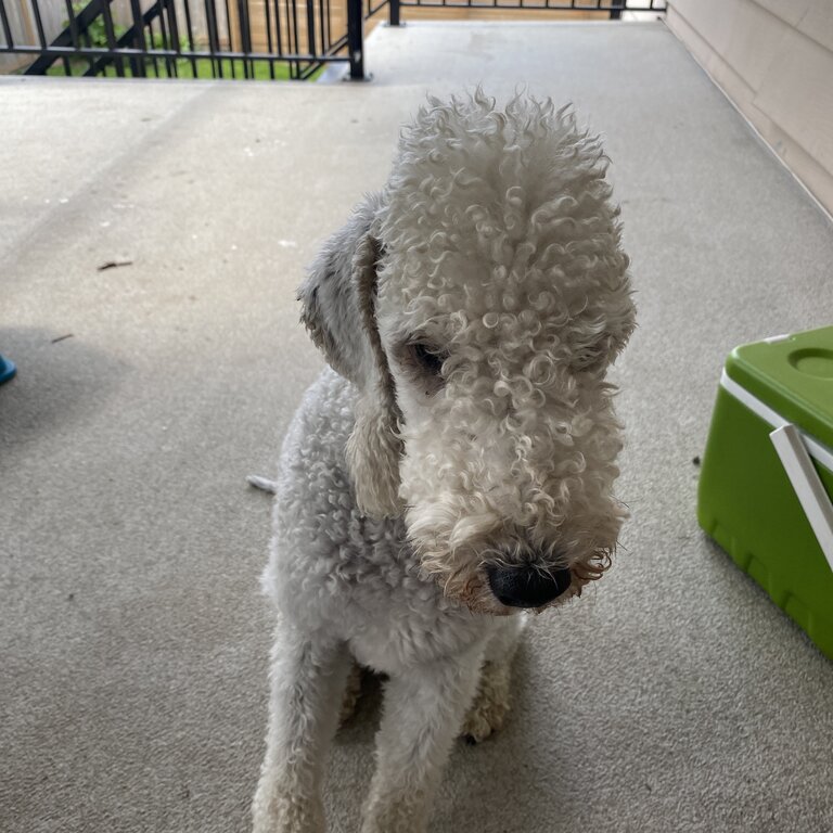 Bedlington terrier puppy needs home