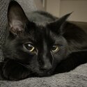 Cat in need of a new home-1