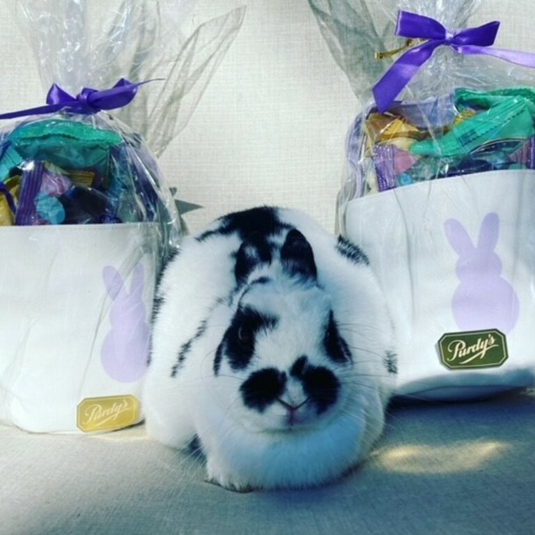 Beautiful 4 year old Bunny