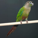 Green cheek conure -0