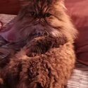 Purebred Persian nuetered boys-3