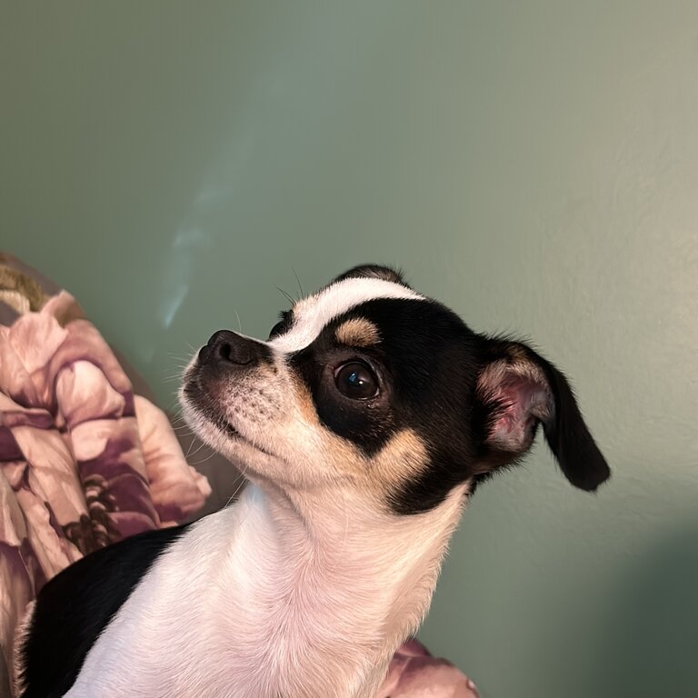 8 month old Chihuahua 