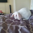 White flemish giant female-3