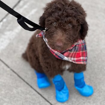 Golden doodle, F1 Chocolate color