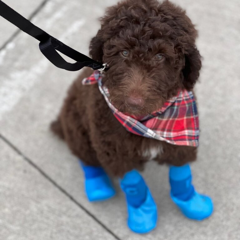 Golden doodle, F1 Chocolate color