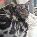 BENGAL SILVER MARBLE MALE 3YRS 2mths,(Born Feb 2019 )-5