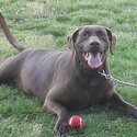 10 yearly old chocolate lab mix with dober -1