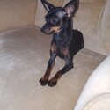 4 yr miniature pinscher female $1500.00-4