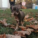 Small Chihuahua ready for adoption -5