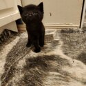 Standard Domestic Short Hair Kittens-3