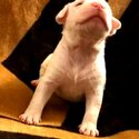 Dogo Argentino and bullybred blue nose pitbull-0