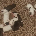 American bulldog puppies $2000-1