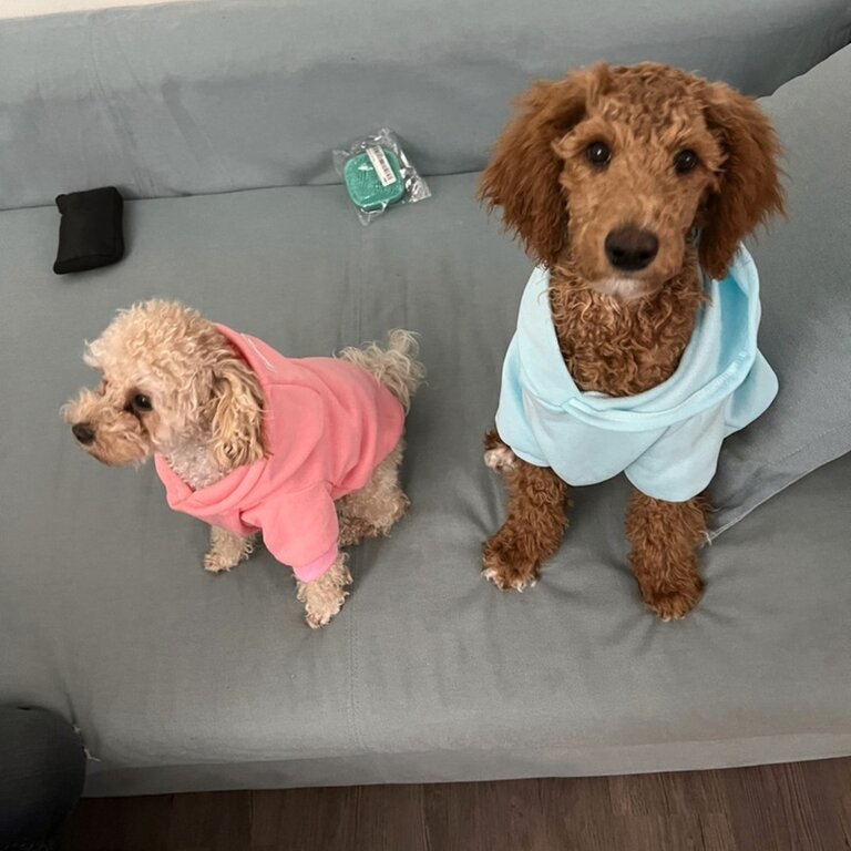 Miniature poodle 9 months old