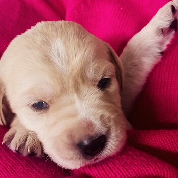 Labradoodle / Retrodoodle puppies