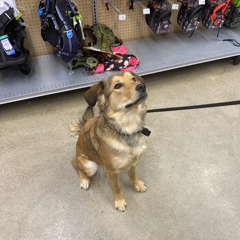 Husky border collie