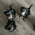 Purebred Black and Brown Rottweiler Puppies-1