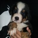 Bernese Mountain puppies for sale-4