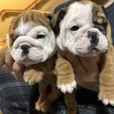 Bulldog Anglais chiots/ Englishh Bulldog puppies-2