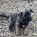 Half Cairn,  quarter westie, quarter Border terrier -4