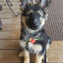 Loyal German Shepherd Puppies for Sale-1