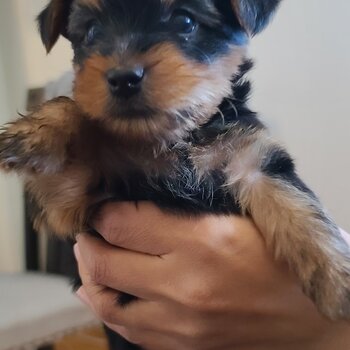 Yorkshire Terriers Puppies