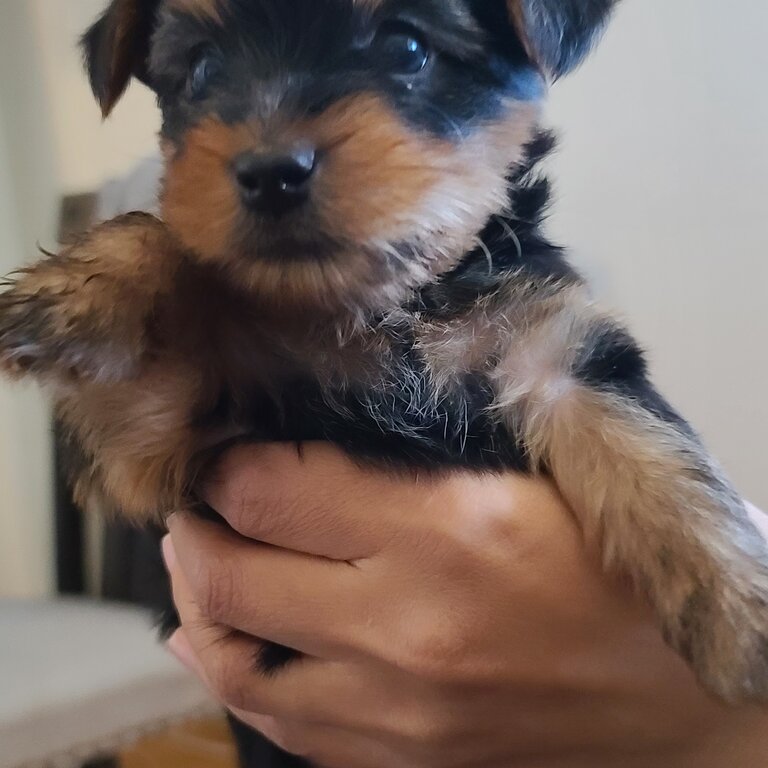 Yorkshire Terriers Puppies