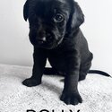 Beautiful Black Lab Puppies-5