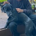 2 year old Labrador x Visla for a good Home-1