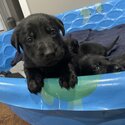 American Labrador Retriever Puppies For Sale -2