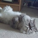 Purebred Persian nuetered boys-5