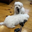 Maltipoo puppy for sale-3